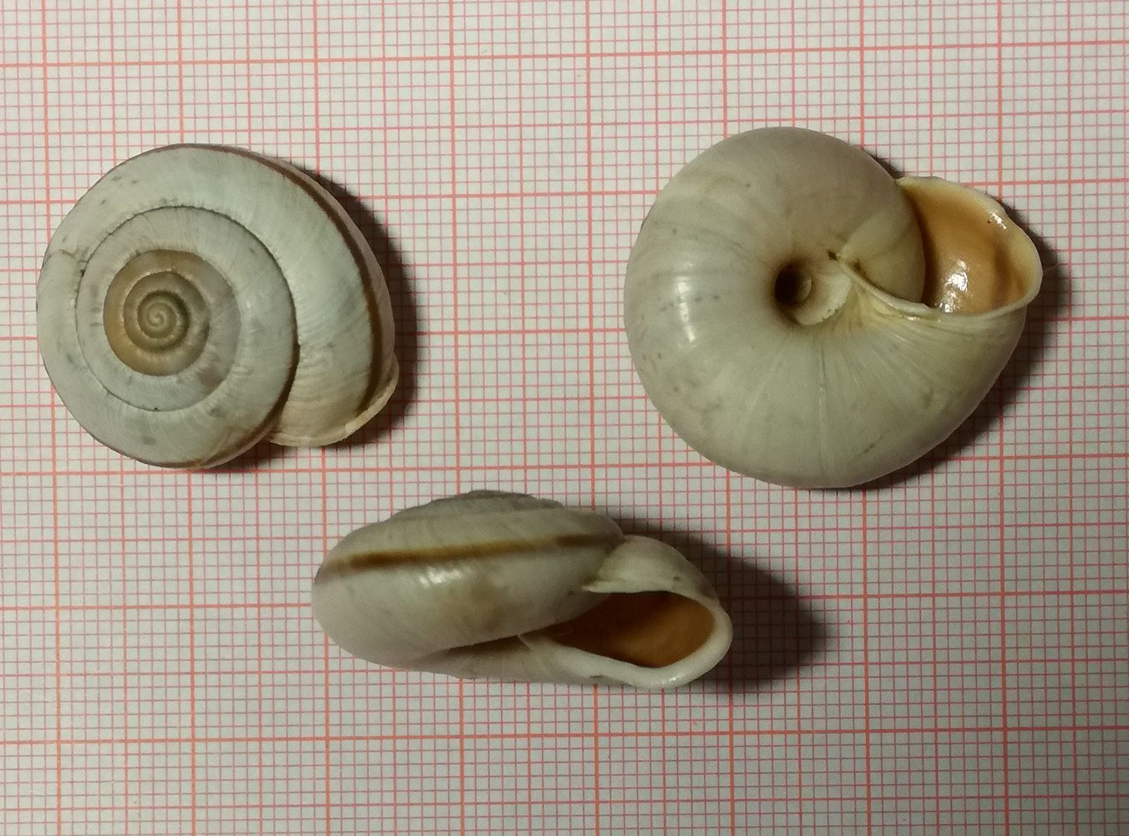 A caccia di Chilostoma nei dintorni del Pizzo Arera